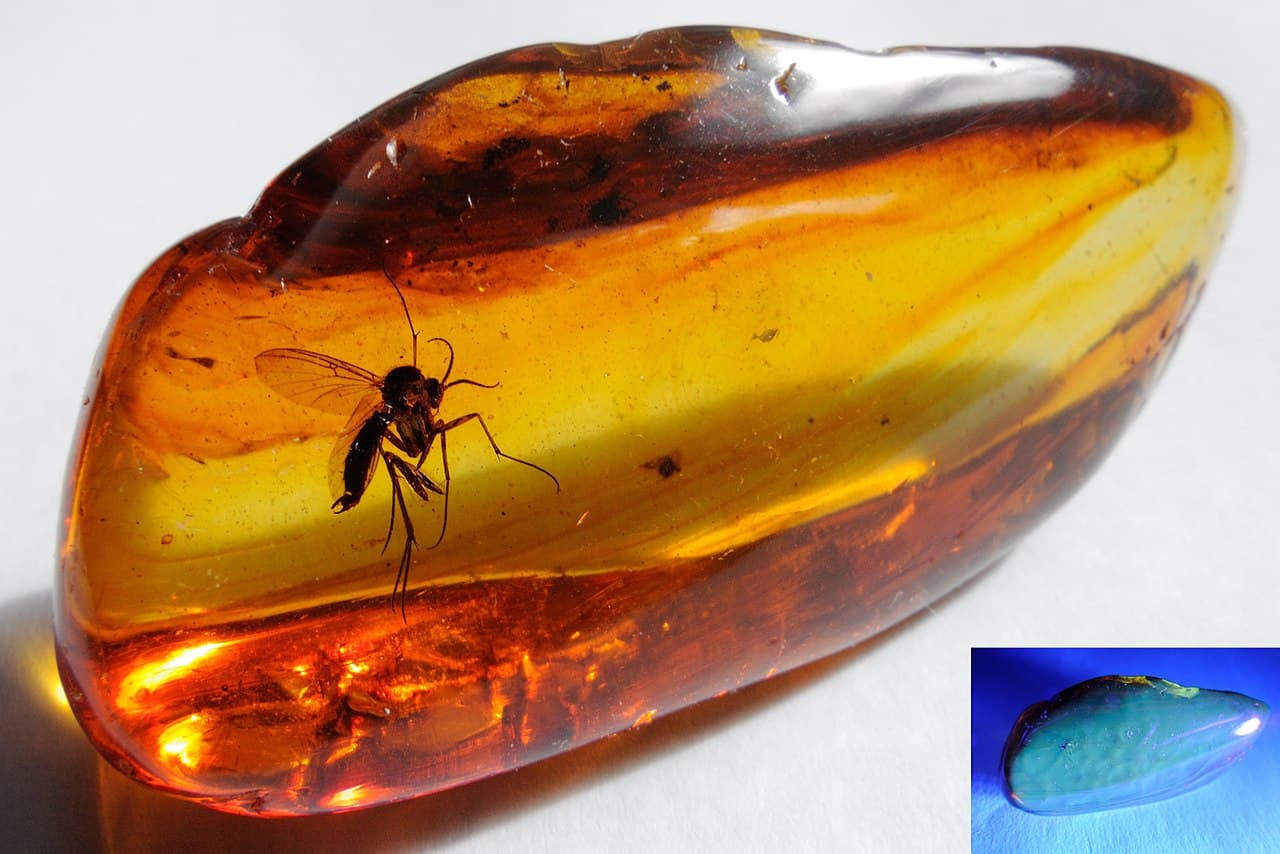 Insect in amber