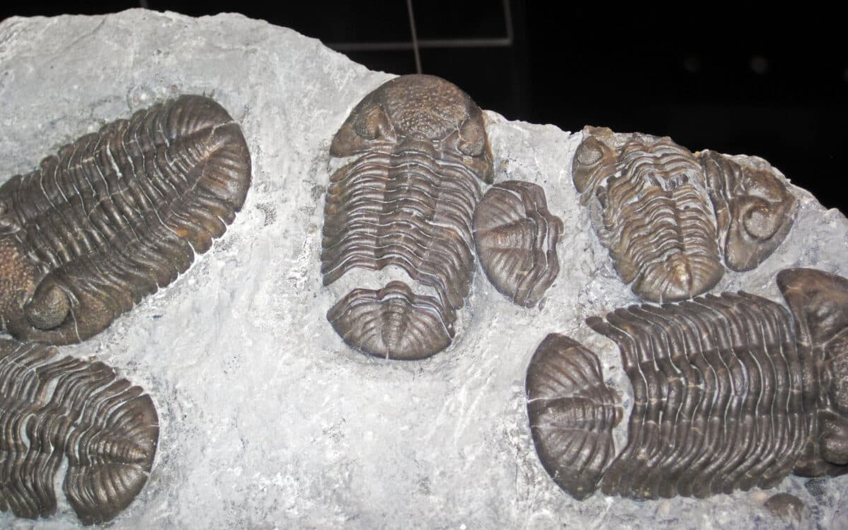 Trilobite (Phacops rana)